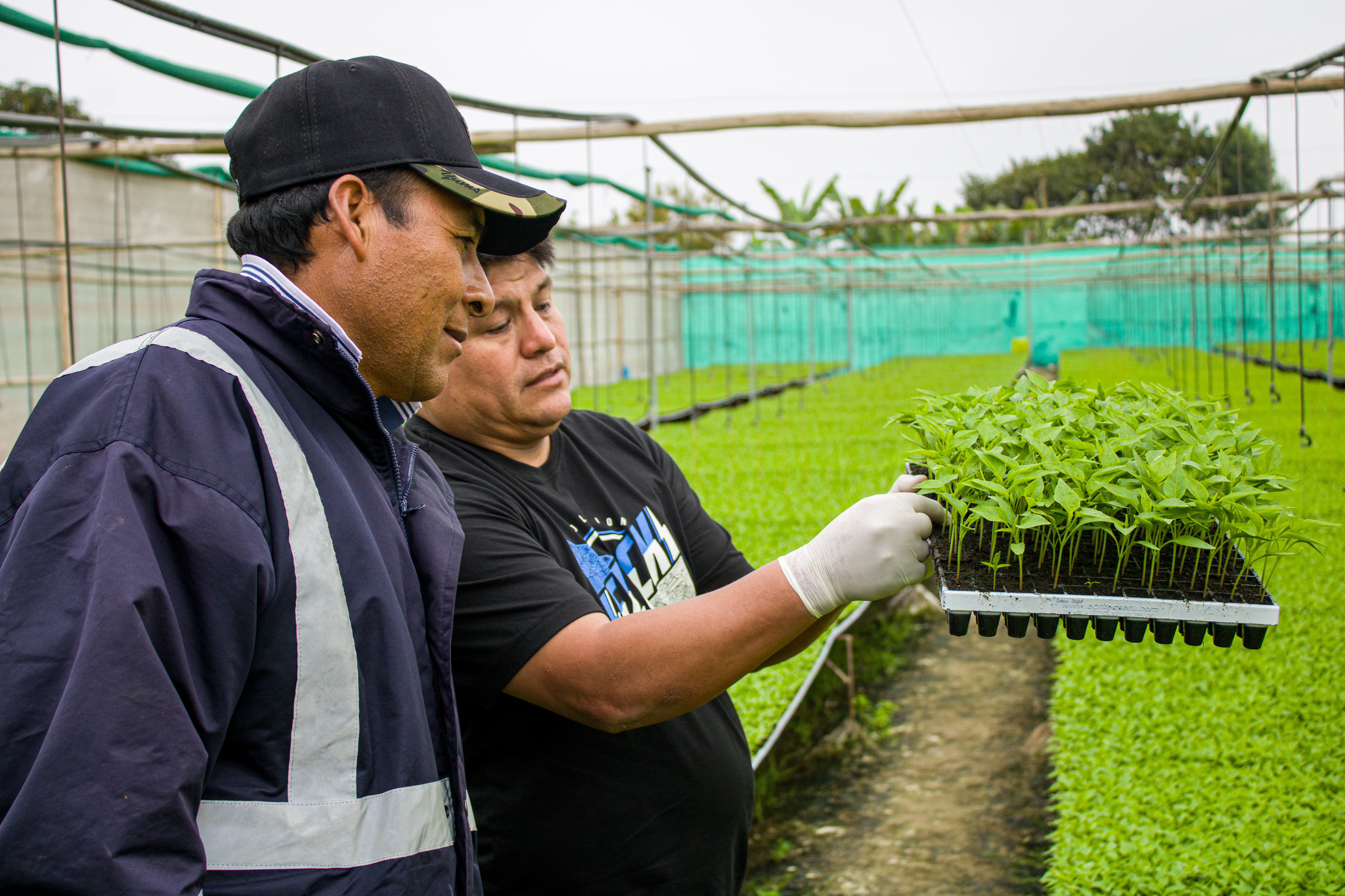 Asesoría Técnica Personalizada